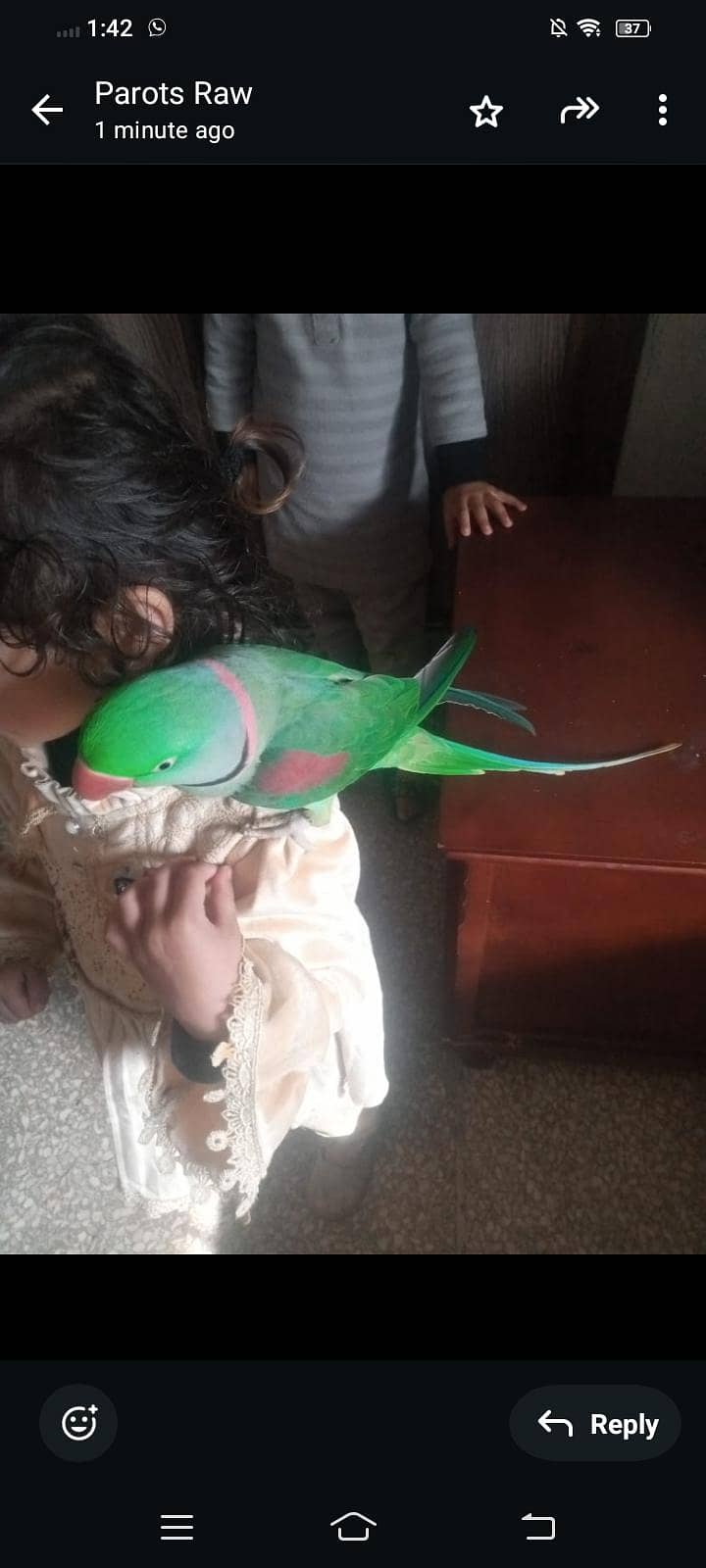 Talking parot 1