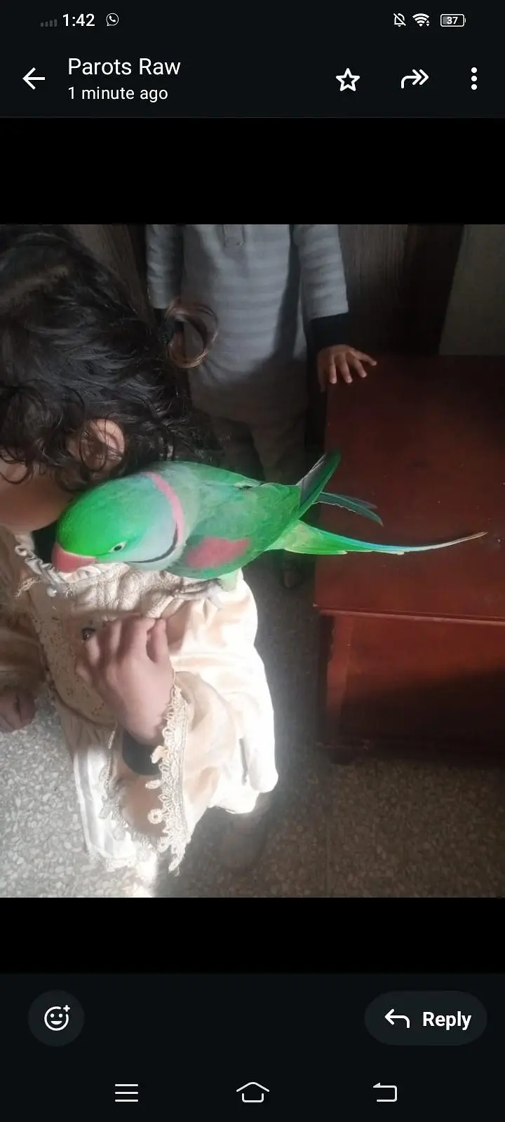 Talking parot — photo 2