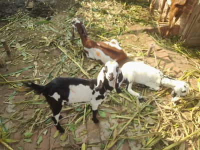 desi tedi mix bkri for sale
