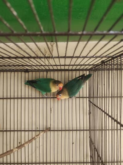 Breeder Lovebirds, Australian,Cages For Sale Read Full Ad