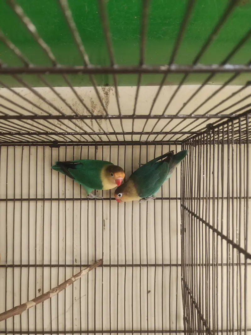 Breeder Lovebirds, Australian,Cages For Sale Read Full Ad — photo 2