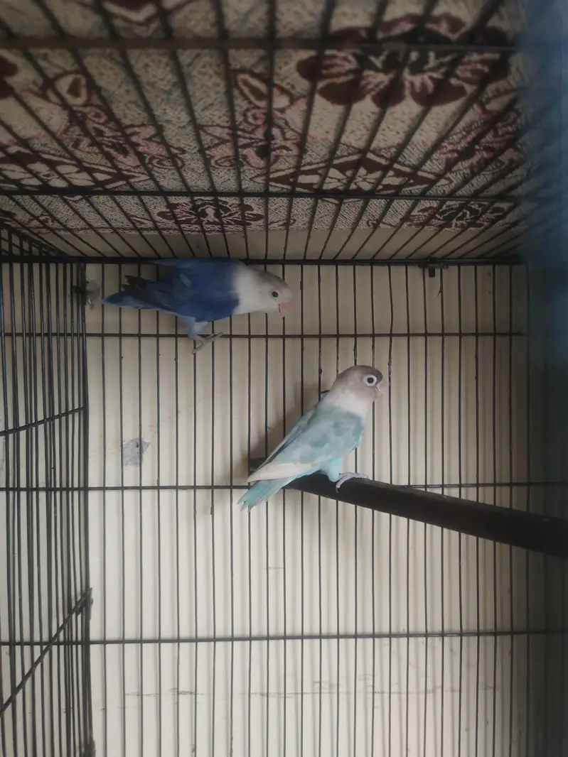 Breeder Lovebirds, Australian,Cages For Sale Read Full Ad — photo 3
