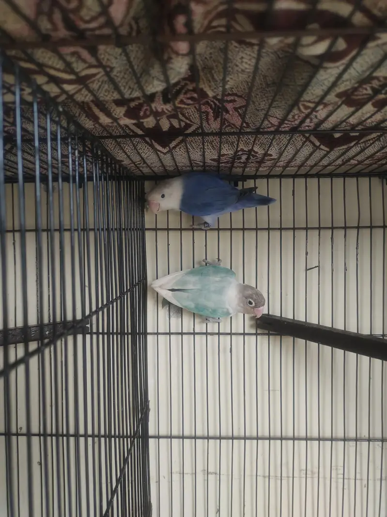 Breeder Lovebirds, Australian,Cages For Sale Read Full Ad — photo 4