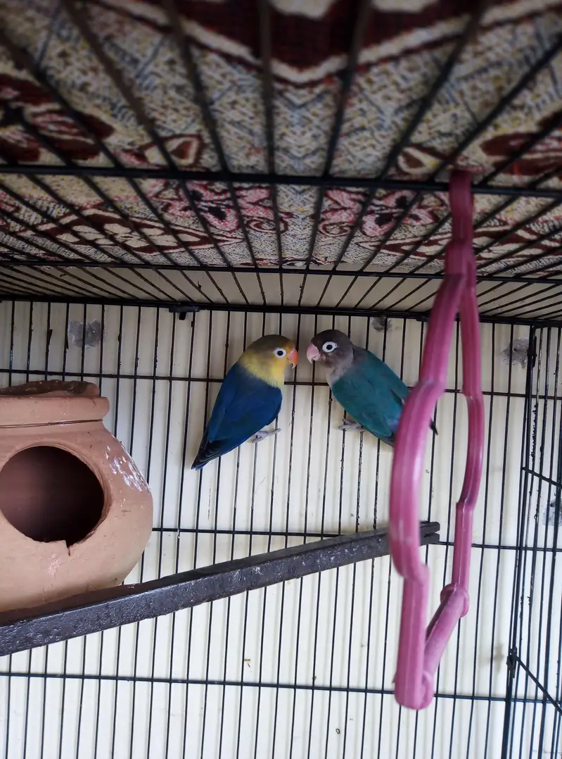 Breeder Lovebirds, Australian,Cages For Sale Read Full Ad — photo 5