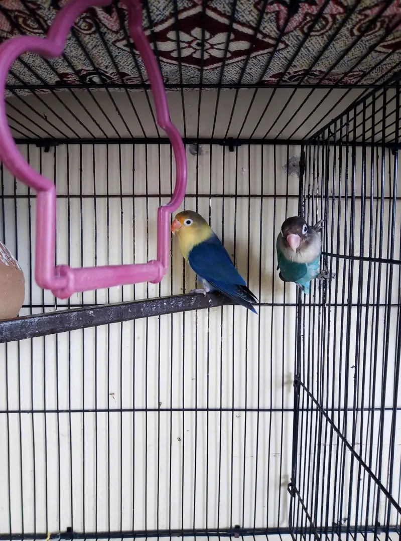 Breeder Lovebirds, Australian,Cages For Sale Read Full Ad — photo 6