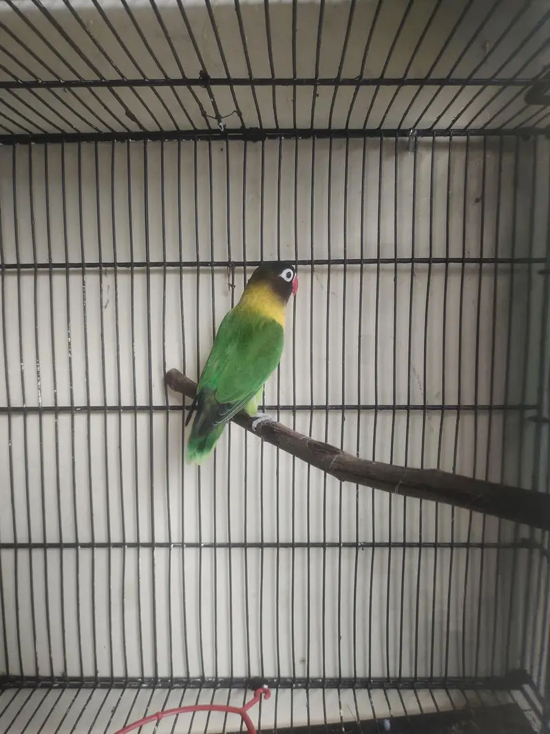 Breeder Lovebirds, Australian,Cages For Sale Read Full Ad — photo 7