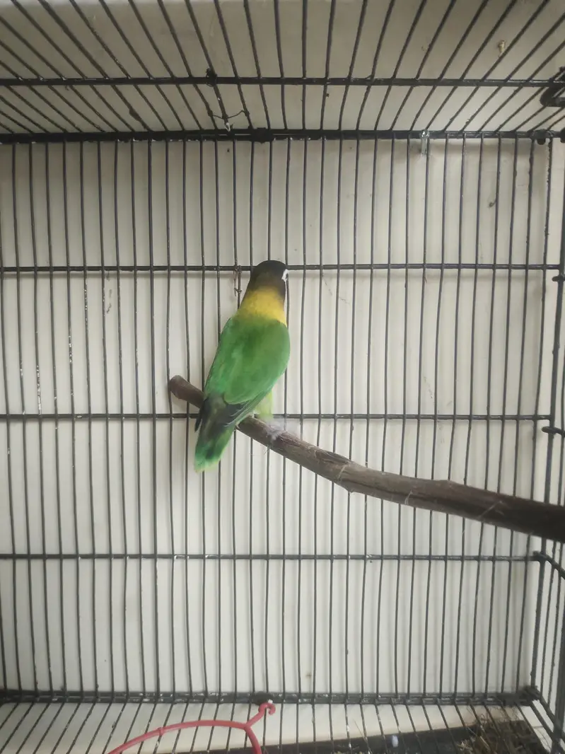 Breeder Lovebirds, Australian,Cages For Sale Read Full Ad — photo 8