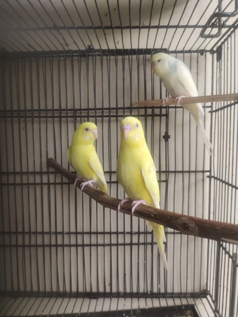 Breeder Lovebirds, Australian,Cages For Sale Read Full Ad — photo 9