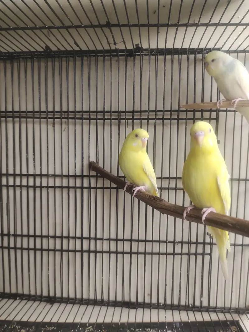 Breeder Lovebirds, Australian,Cages For Sale Read Full Ad — photo 10