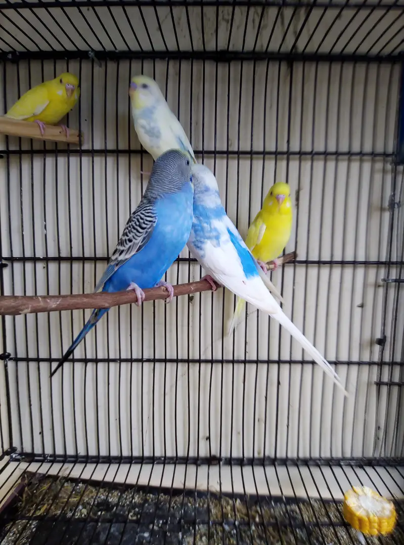 Breeder Lovebirds, Australian,Cages For Sale Read Full Ad — photo 11