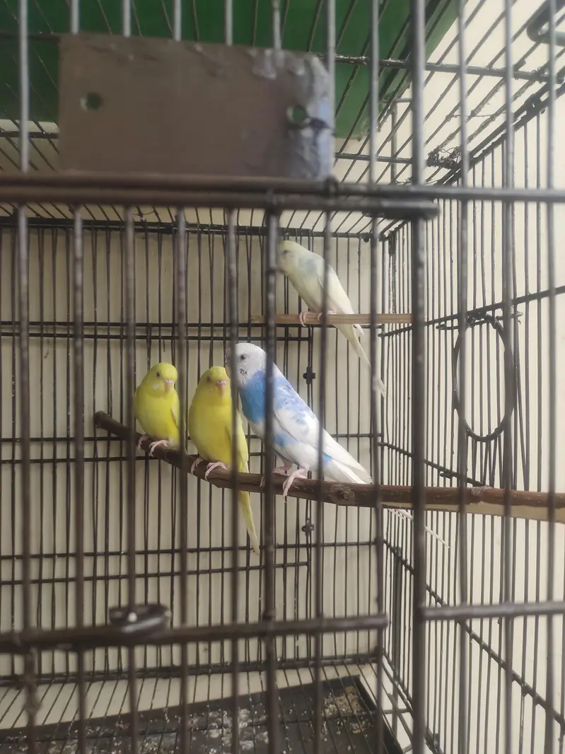 Breeder Lovebirds, Australian,Cages For Sale Read Full Ad — photo 12
