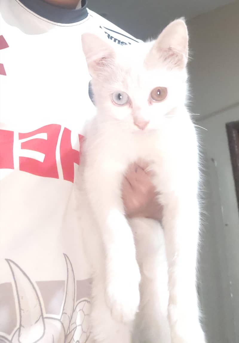 Parisian citten 0