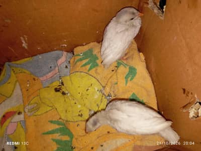 chicks for sale
