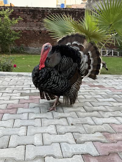 Turkey bird 1 male 2 female
