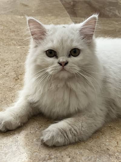 Perian cat