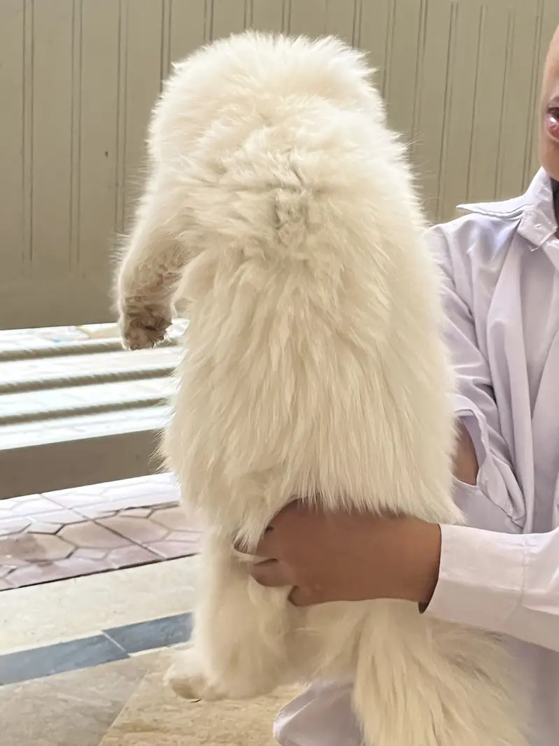 Perian cat — photo 2