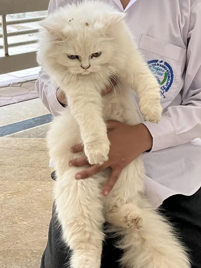 Perian cat — photo 3