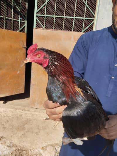 Aseel Home breed