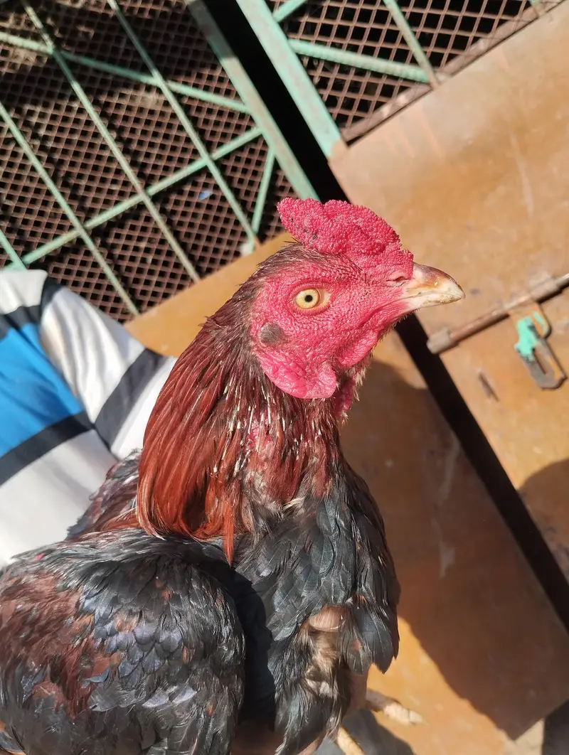 Aseel Home breed — photo 2