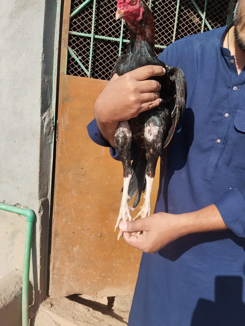Aseel Home breed — photo 4