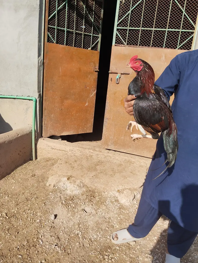 Aseel Home breed — photo 5