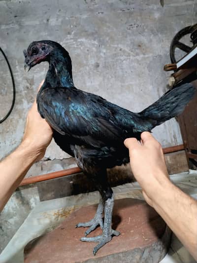 pure Indian dragon Aseel totally black