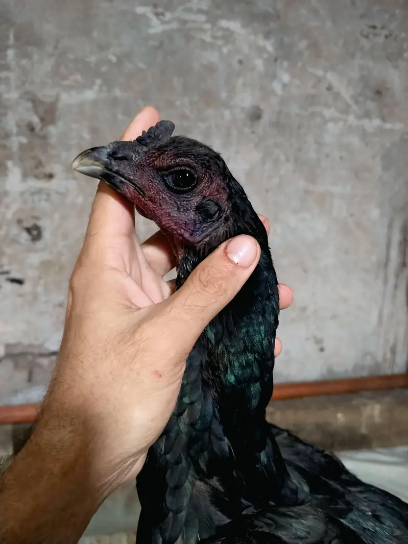 pure Indian dragon Aseel totally black Big size female 2.5 kg wali — photo 2