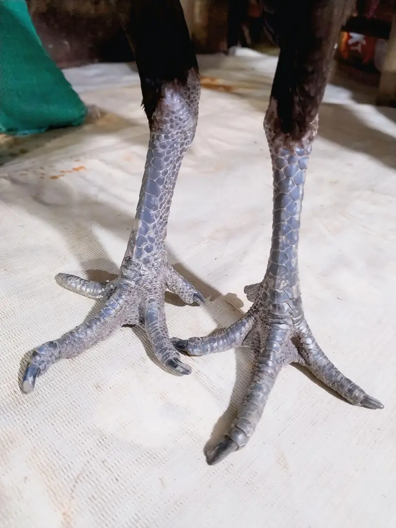 pure Indian dragon Aseel totally black Big size female 2.5 kg wali — photo 3