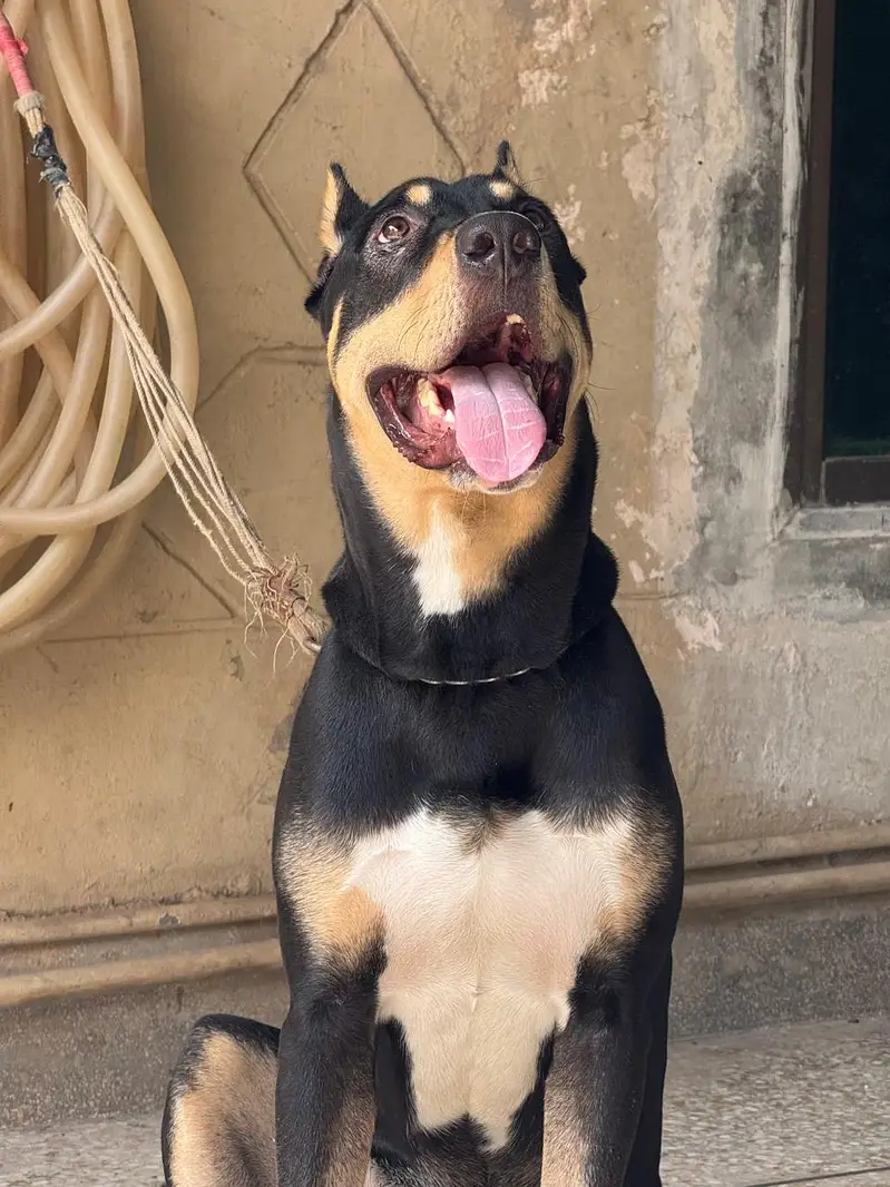 Rottweiler × Doberman Crossbreed Dog – Black, Tan & White – 10 Months — photo 2