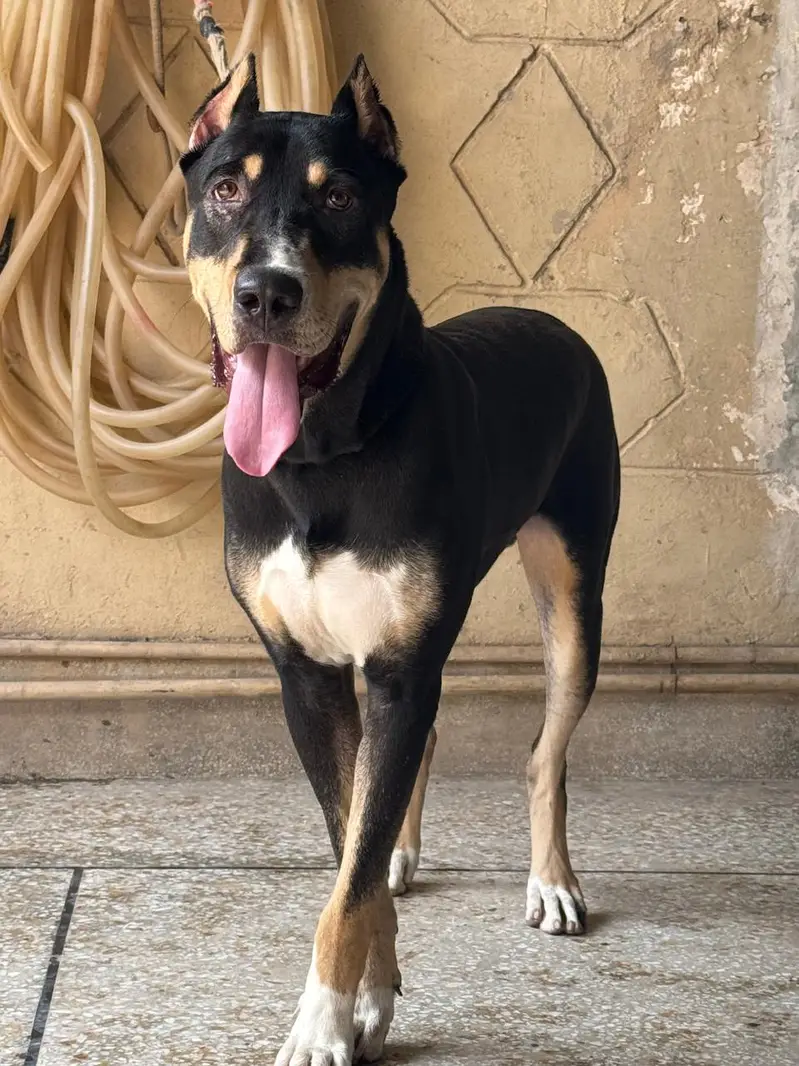 Rottweiler × Doberman Crossbreed Dog – Black, Tan & White – 10 Months — photo 4