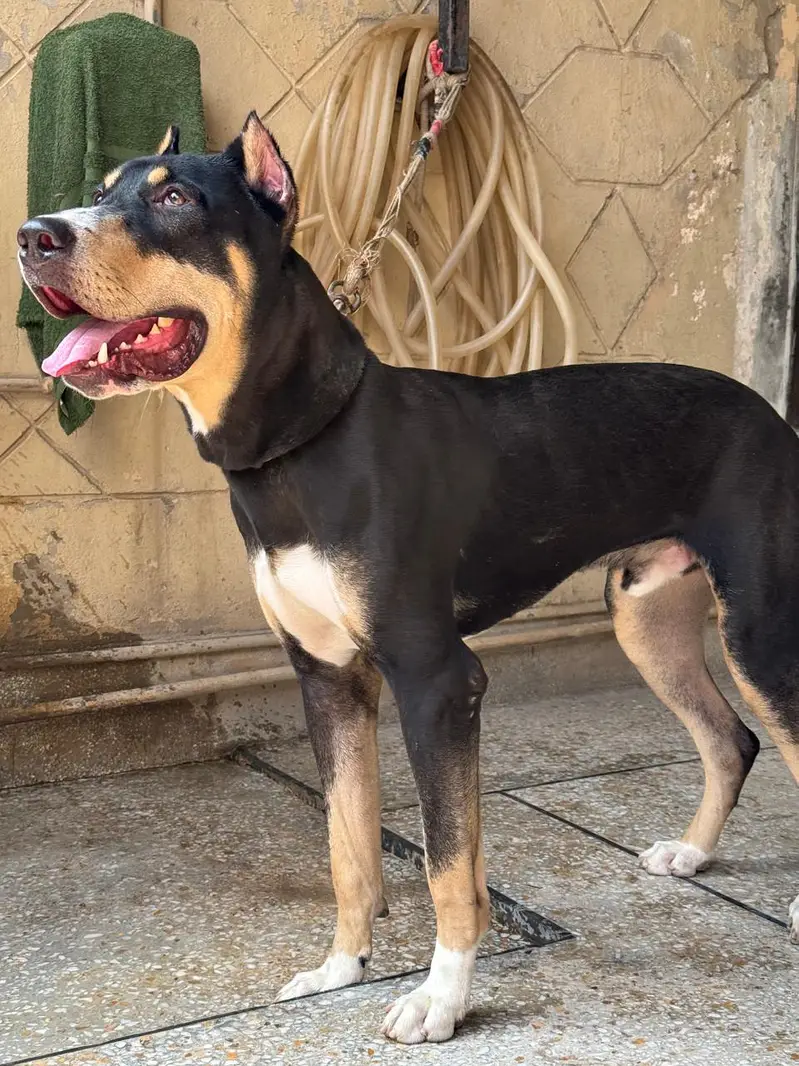 Rottweiler × Doberman Crossbreed Dog – Black, Tan & White – 10 Months — photo 5