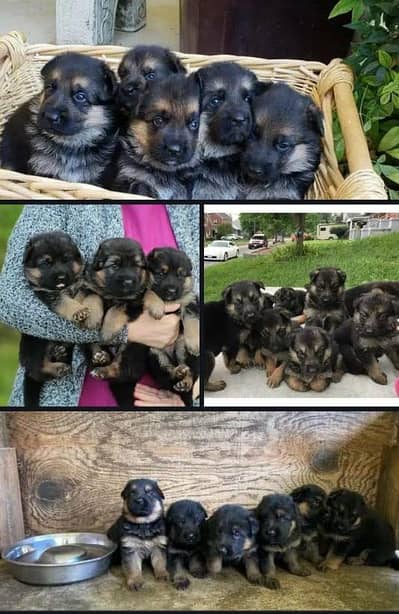 ROYAL BLOODLINE | TOP-QUALITY | GERMAN SHEPHERD FOR SALE AND EXCHANGE