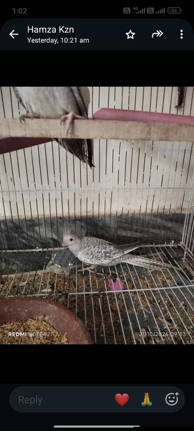 cocktail parrot for sale contact number 0301. . 91. . 22.700
