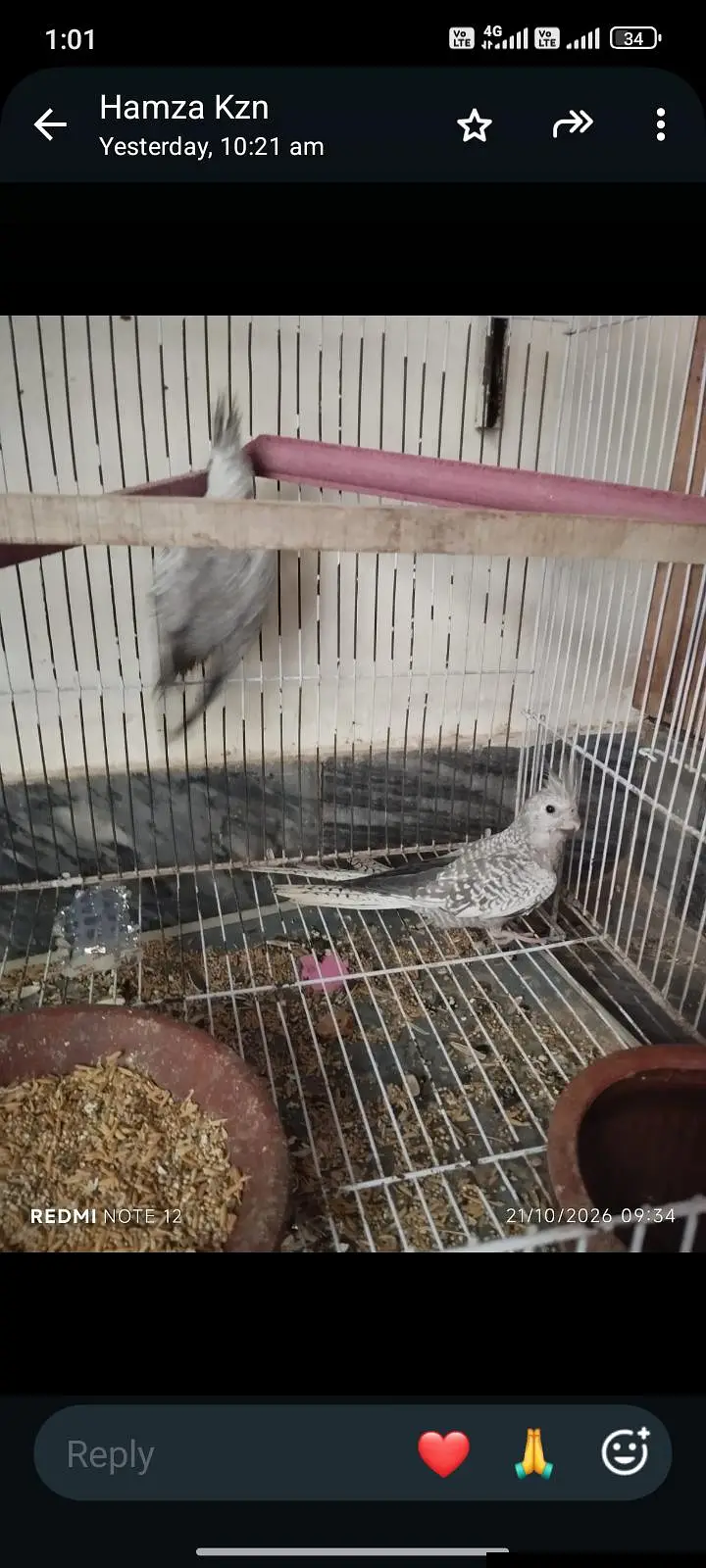 cocktail parrot for sale contact number 0301. . 91. . 22.700 — photo 2