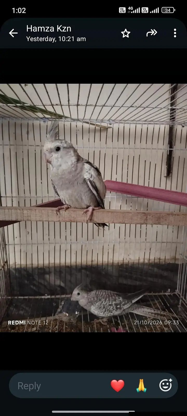 cocktail parrot for sale contact number 0301. . 91. . 22.700 — photo 3