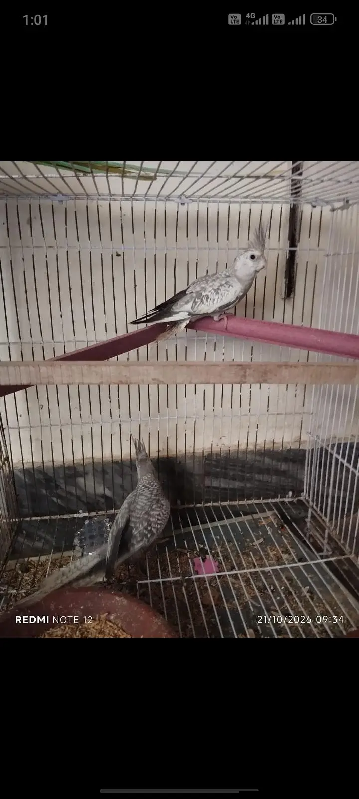 cocktail parrot for sale contact number 0301. . 91. . 22.700 — photo 4
