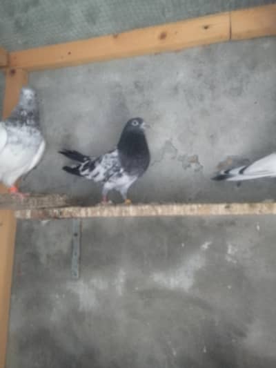 Kabooter, Pigeon, Kabotar