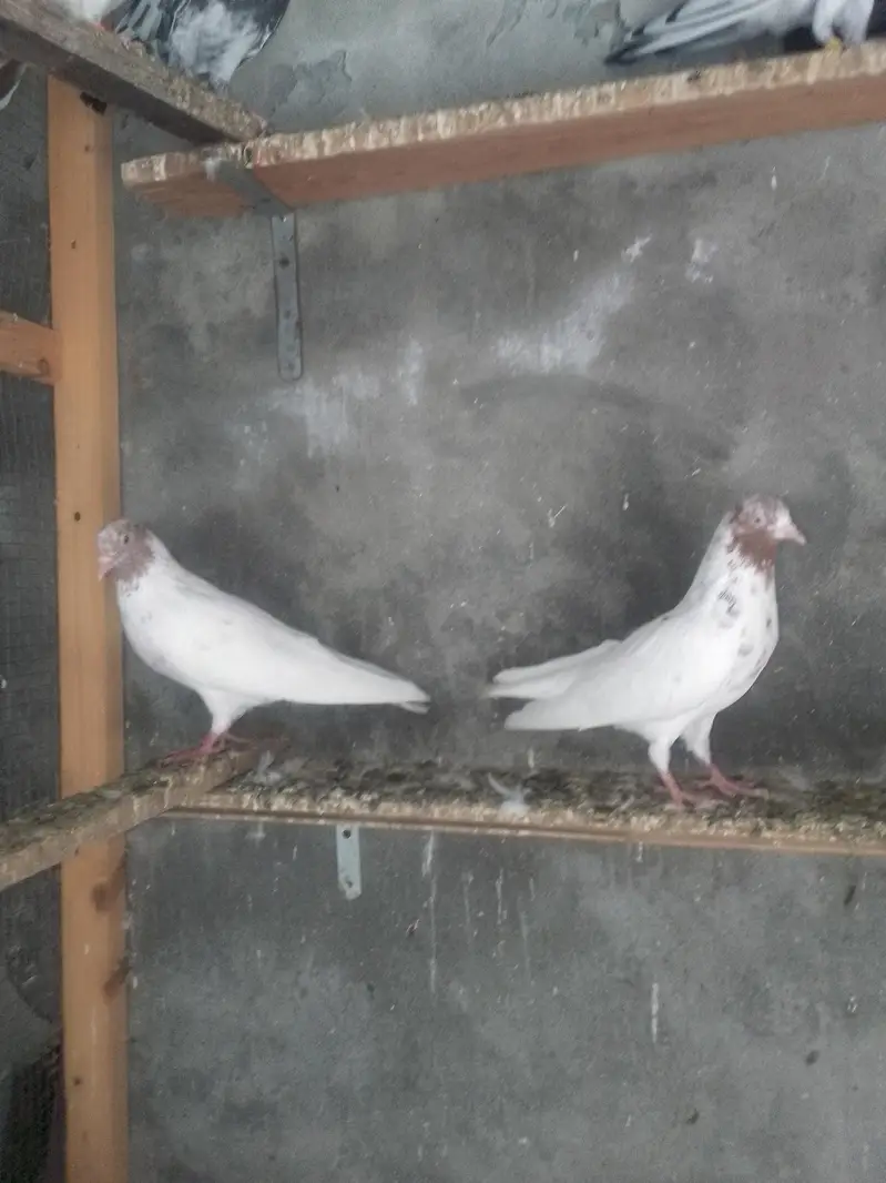 Kabooter, Pigeon, Kabotar — photo 2