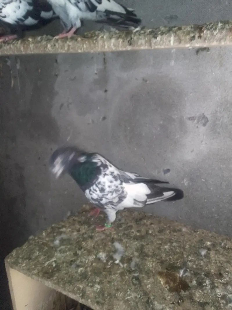 Kabooter, Pigeon, Kabotar — photo 3