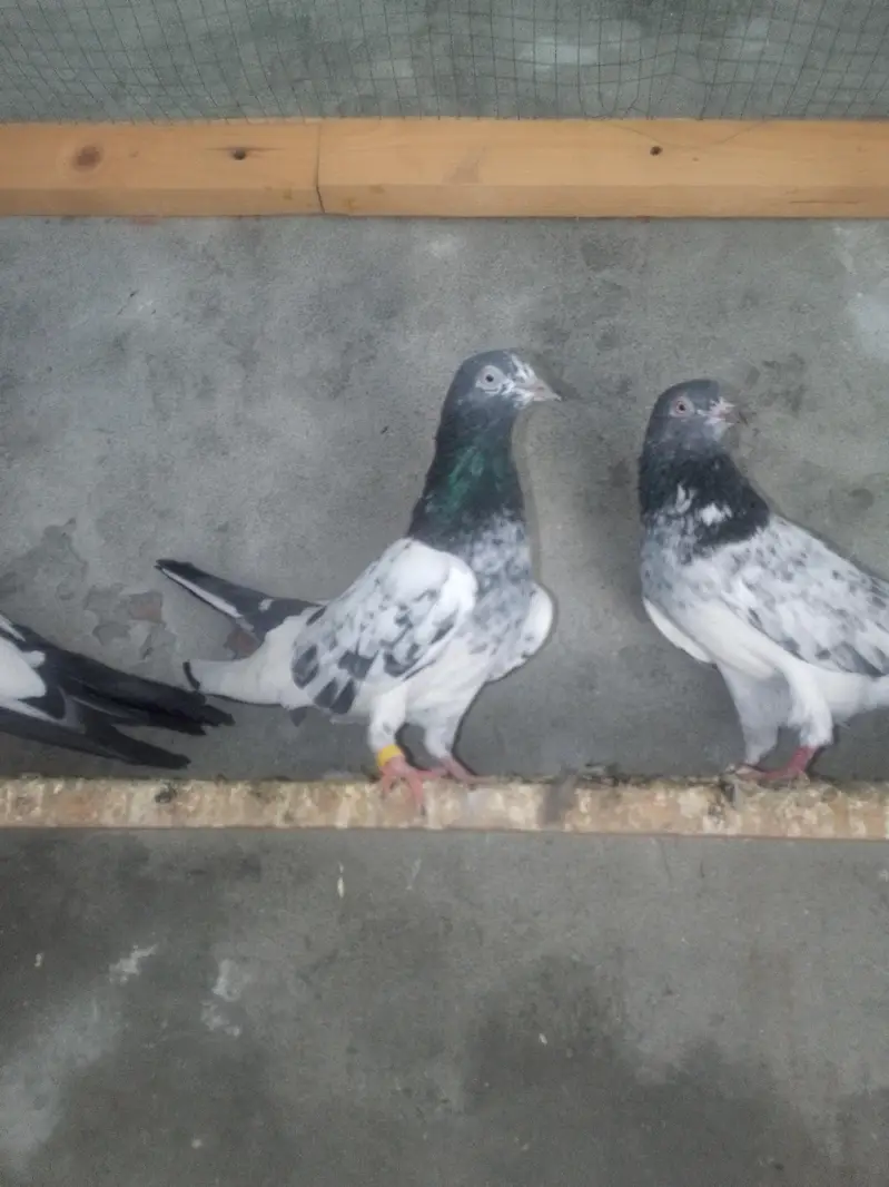Kabooter, Pigeon, Kabotar — photo 4