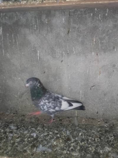 Kabooter, Pigeon, Kabotar