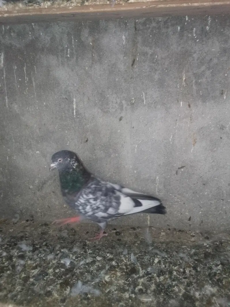 Kabooter, Pigeon, Kabotar — photo 5