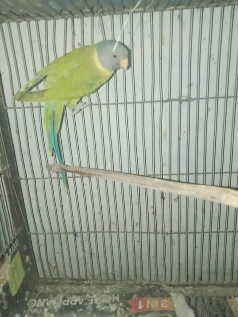 ring neck 0