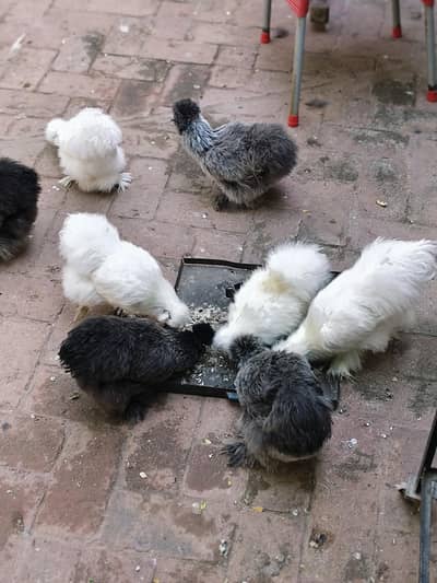 Pure Silkie blue ear five finger Pathey Pathian