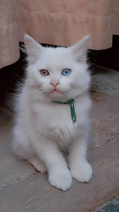 9000 odd eyes double coated kitten
