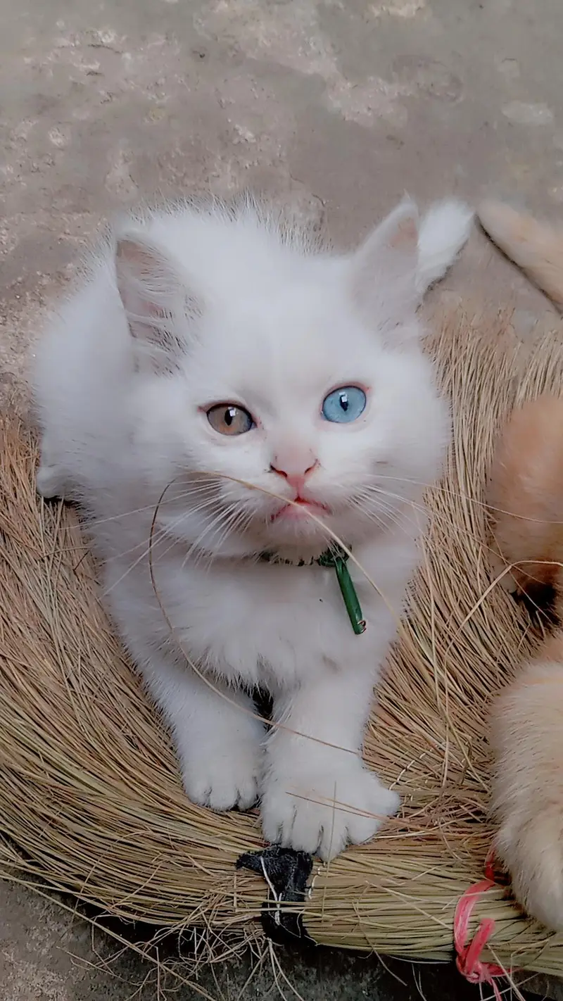 9000 odd eyes double coated kitten — photo 2