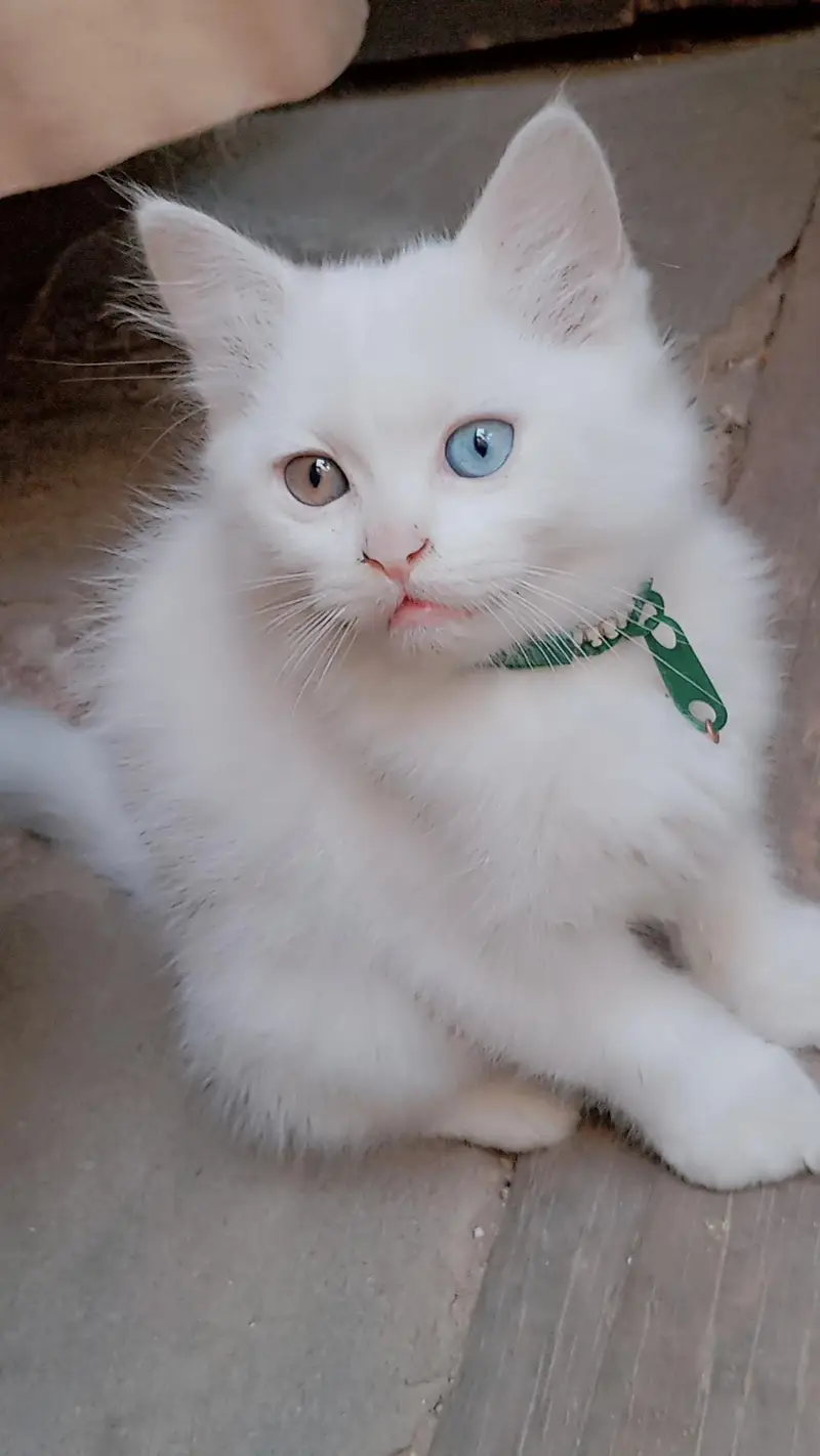 9000 odd eyes double coated kitten — photo 3