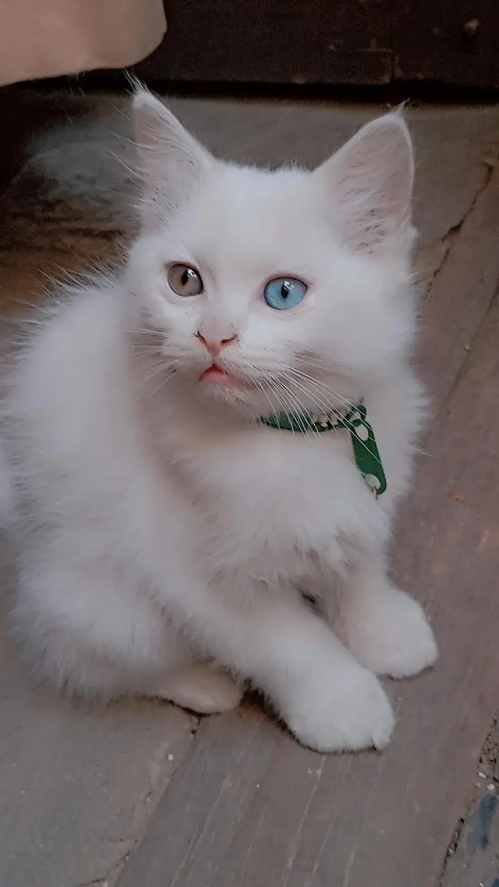 9000 odd eyes double coated kitten — photo 4