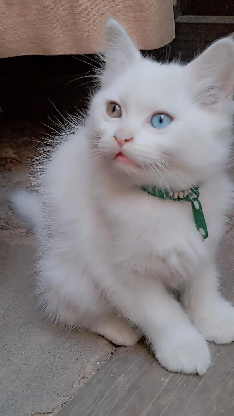 9000 odd eyes double coated kitten — photo 5