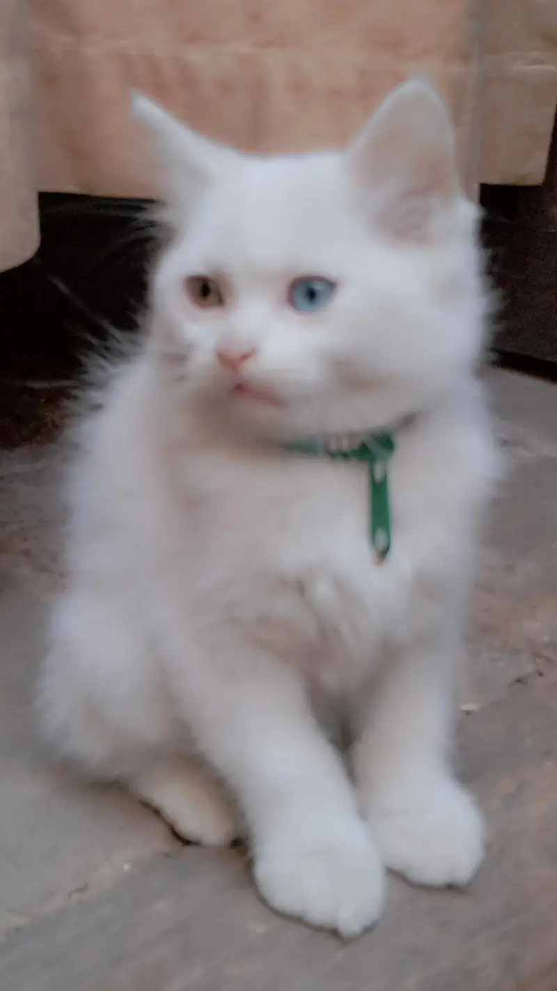 9000 odd eyes double coated kitten — photo 6